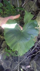 Colletogyne perrieri