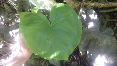 Colletogyne perrieri