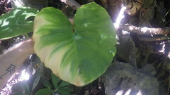 Colletogyne perrieri