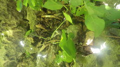 Colletogyne perrieri
