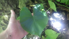 Colletogyne perrieri