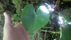 Colletogyne perrieri
