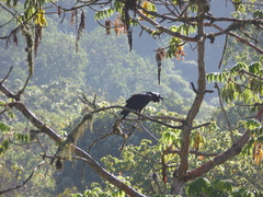 Corvus crassirostris