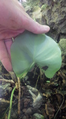 Colletogyne perrieri
