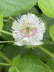Passiflora foetida