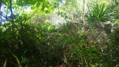 Colletogyne perrieri