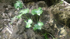 Colletogyne perrieri