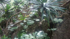 Colletogyne perrieri