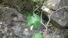Colletogyne perrieri
