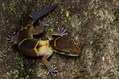 Cyrtodactylus deccanensis