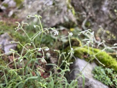 Cerastium subpilosum