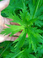 Geranium pseudosibiricum