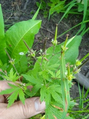 Geranium pseudosibiricum