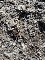 Clonopsis gallica