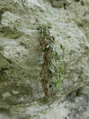 Petrocoptis glaucifolia