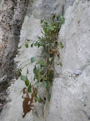 Petrocoptis glaucifolia