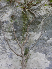 Petrocoptis glaucifolia