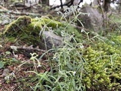 Cerastium subpilosum