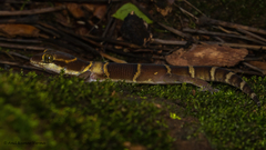 Cyrtodactylus deccanensis