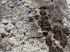 Clonopsis gallica