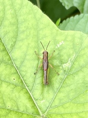 Acrididae