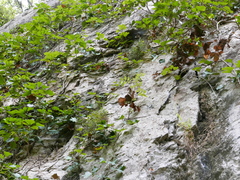 Petrocoptis glaucifolia