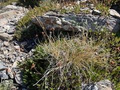 Carex curvula