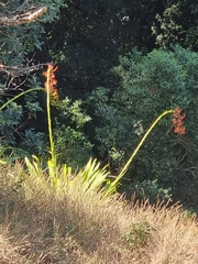 Doryanthes palmeri