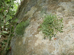 Petrocoptis glaucifolia