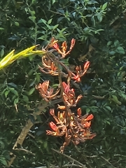 Doryanthes palmeri