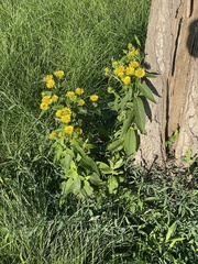 Pentanema britannica