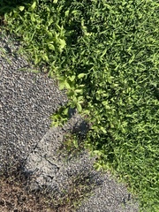 Pentanema britannica