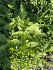 Pentanema britannica