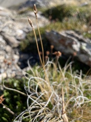 Carex curvula