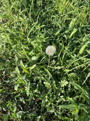 Taraxacum mongolicum