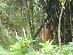 Tragelaphus sylvaticus meneliki