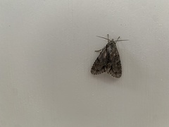 Acronicta aceris