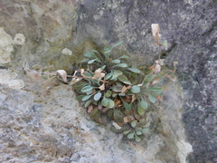 Petrocoptis glaucifolia