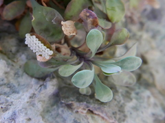 Petrocoptis glaucifolia