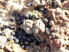 Chthamalus antennatus