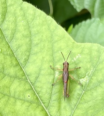 Acrididae