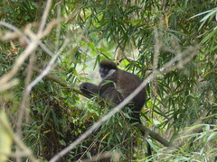 Chlorocebus djamdjamensis