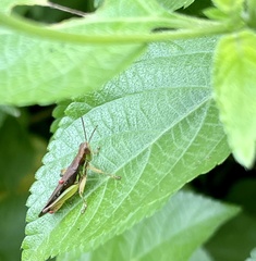 Acrididae