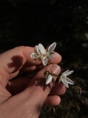 Drosera huegelii