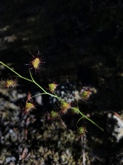 Drosera huegelii