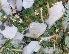 Saxifraga praetermissa