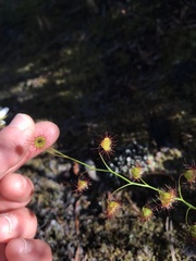 Drosera huegelii
