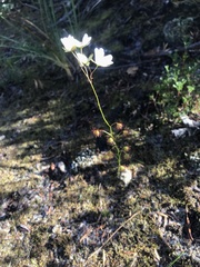 Drosera huegelii