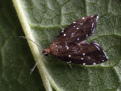 Prochoreutis ultimana