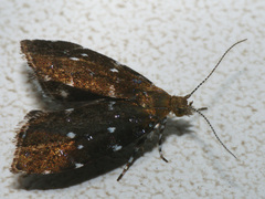 Prochoreutis ultimana